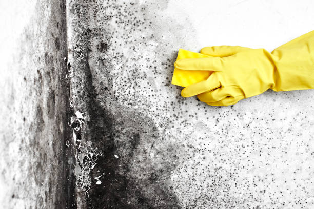 Best Post-Flood Mold Remediation in Thomasville, GA