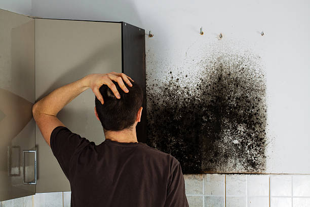 Localized Mold Remediation (e.g., coastal areas, humid climates)