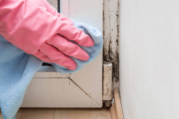 Best Residential Mold Remediation in Thomasville, GA